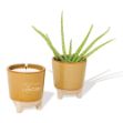Modern Sprout Glow & Grow Live Well Gift Set with Soy Blend Candle and Aloe Plant