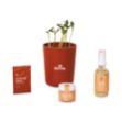 Modern Sprout® Shine Bright Take Care Kit - Sunflower Shine Bright Sunflower